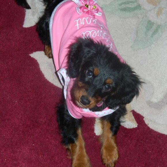 Adorable Dog Hoodie !  Size S  ~  (See Notes Regarding Size) - Picture 8 of 8